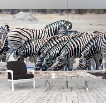 Picture of Herd Damara zebra  at waterhole